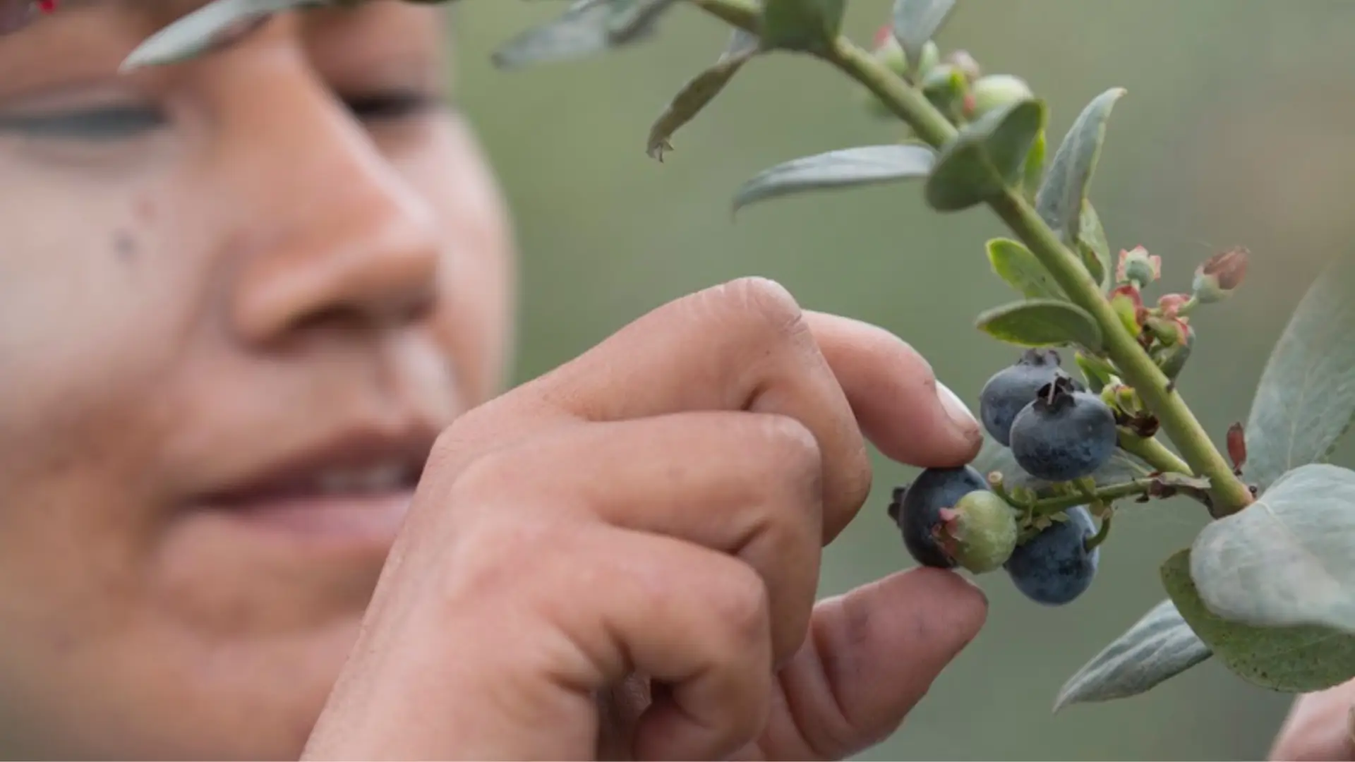 Imagen del artículo Camposol Aumenta su Producción y Exportación de Arándanos, Consolidándose como Líder Global